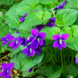 12 Common Blue Violet Live Plants, Viola Sororia Blue Purple Color for Growing, Ground Cover Plants, Bare Roots