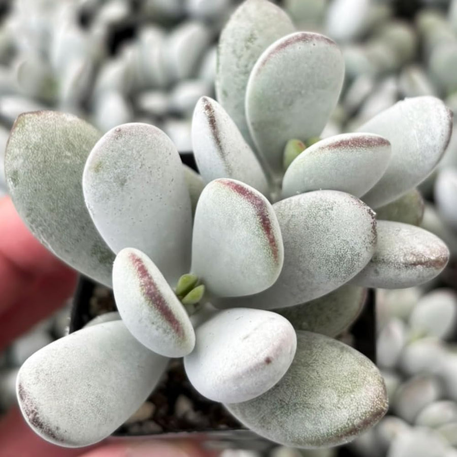 Cotyledon Orbiculata Succulent Live Plant Potted, Trailing Succulent Rare House Plant for Home Office Decoration, Indoor Outdoor Growing, 2" Pot, Starter Plants