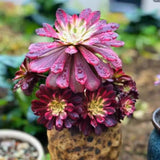 Rare Aeonium Plant Live Succulent in 4" Pot, Rosette Succulent Live Plant for Indoor Outdoor Growing