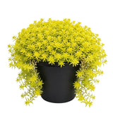 Sedum Live Plant in 6 Inches Pot, Sedum Succulents Plants Live, Vibrant Foliage, Indoor Outdoor Houseplant