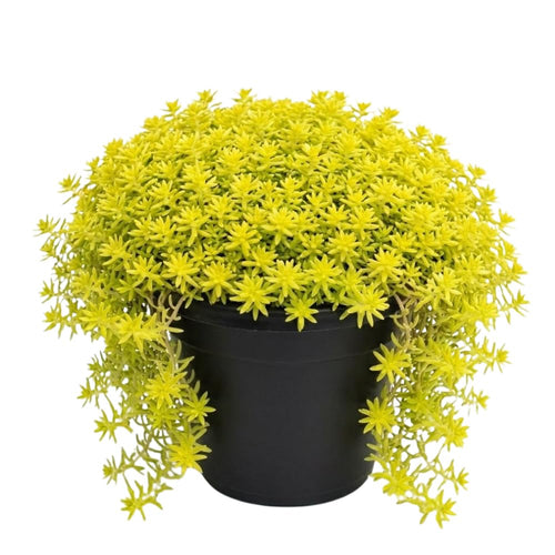 Sedum Live Plant in 6 Inches Pot, Sedum Succulents Plants Live, Vibrant Foliage, Indoor Outdoor Houseplant