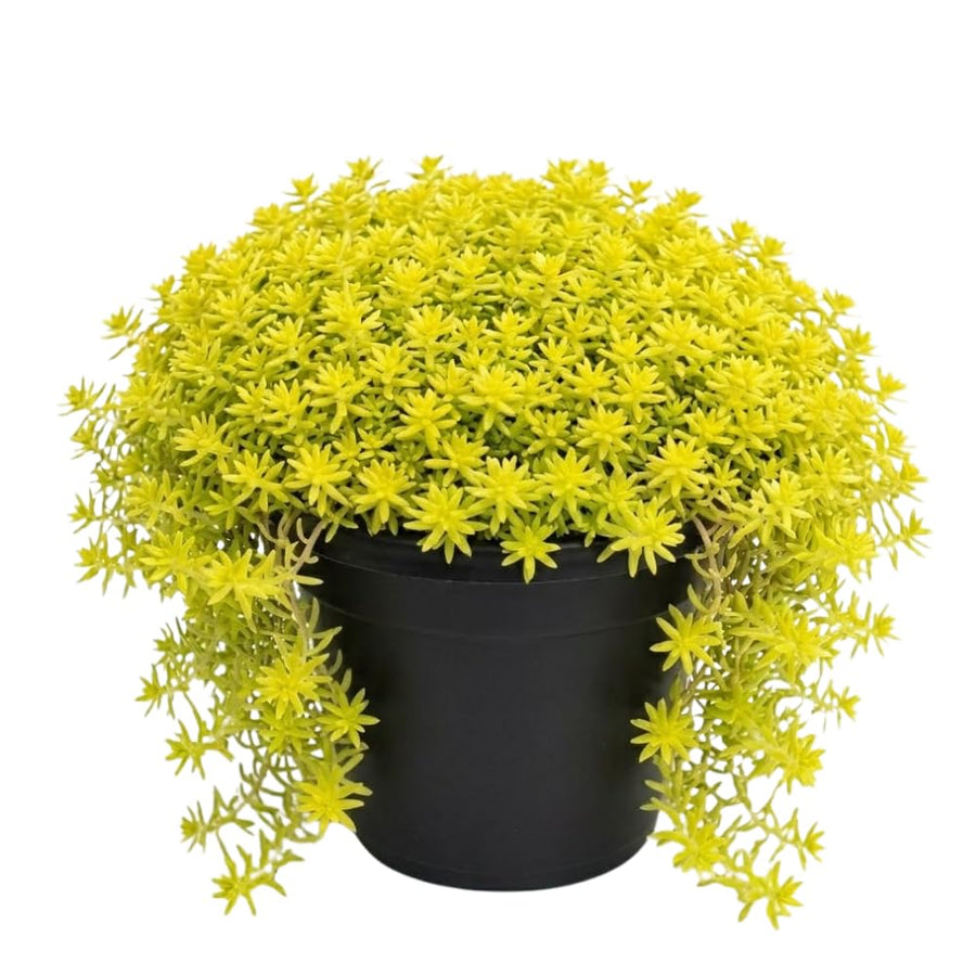 Sedum Live Plant in 6 Inches Pot, Sedum Succulents Plants Live, Vibrant Foliage, Indoor Outdoor Houseplant