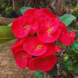 Crown of Thorns Live Plant Pot, Red Euphorbia Crown of Thorns Plant Live, Succulent Plant Live, Outdoor Indoor Gardening