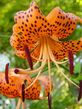 Set of 10 Turks Cap Lily Bulbs, Tiger Lily Hardy Perennial Flower Bulbs for Gardens, Borders, and Outdoor Landscaping, Reblooming Summer Flowers