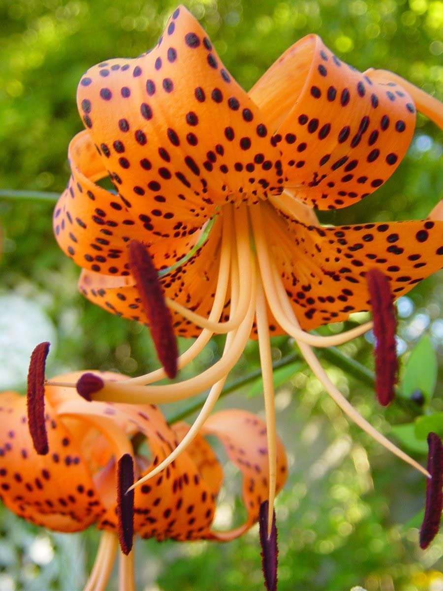 Set of 10 Turks Cap Lily Bulbs, Tiger Lily Hardy Perennial Flower Bulbs for Gardens, Borders, and Outdoor Landscaping, Reblooming Summer Flowers