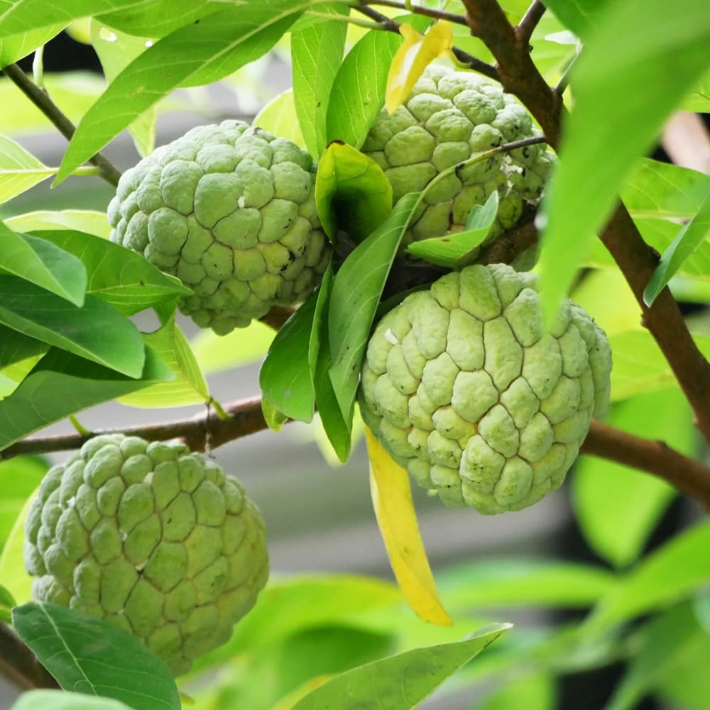 Sugar Apple Plant Live, 8 Inches Tall in 3 Inch Pot, Annona Squamosa Tropical Fruit Tree for Indoor or Outdoor Growing