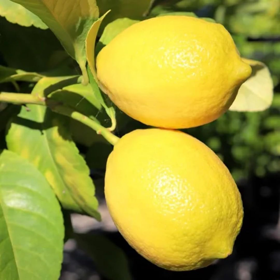 Meyer Yellow Lemon Tree Live Plant, Starter Seedling 2-3" Tall Citrus Tree, Hardy Yellow Lemon Fruit Tree for Outdoor Planting
