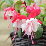 2 Fuchsia Flower Plants, Live White Red Fuchsia Plants Live Potted, 4 to 7 Inc Tall, 2 Live Plants
