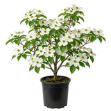 White Dogwood Tree Plant Live, Flowering Dogwood Plant 6-12 Inches Tall in Quart Pot, Hardy Ornamental Tree for Outdoor Garden
