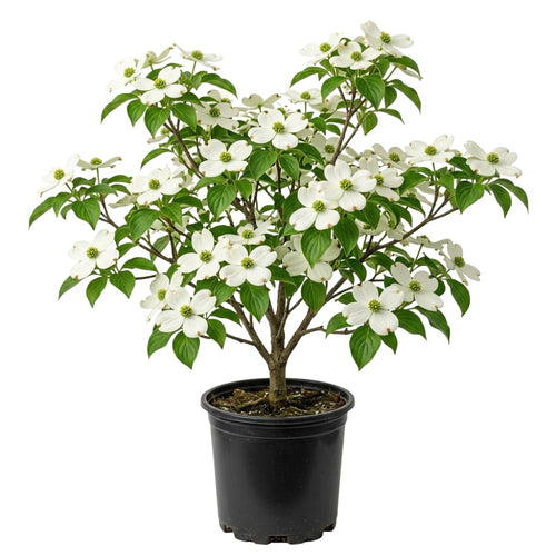 White Dogwood Tree Plant Live, Flowering Dogwood Plant 6-12 Inches Tall in Quart Pot, Hardy Ornamental Tree for Outdoor Garden