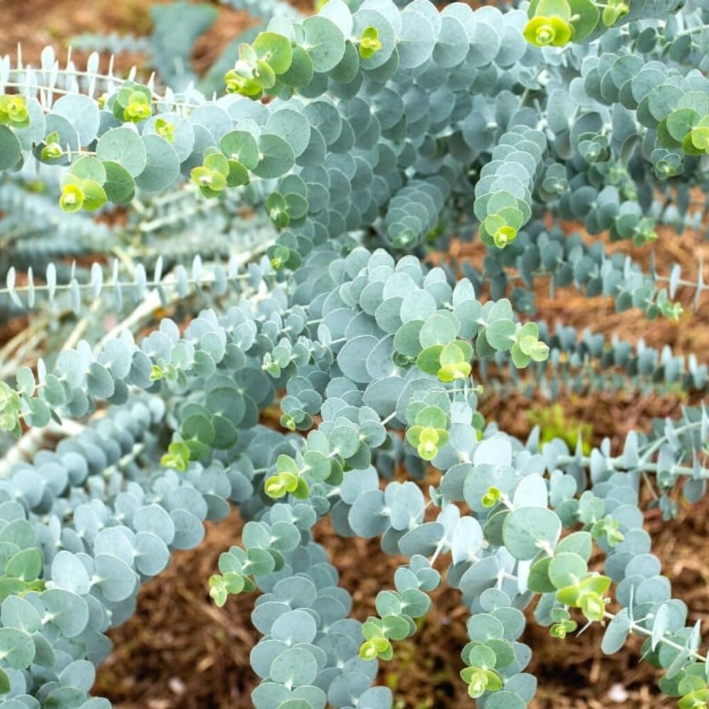Baby Blue Eucalyptus Tree Live, Eucalyptus Plant, 2.5" Pot Starter for Indoor Outdoor Planting
