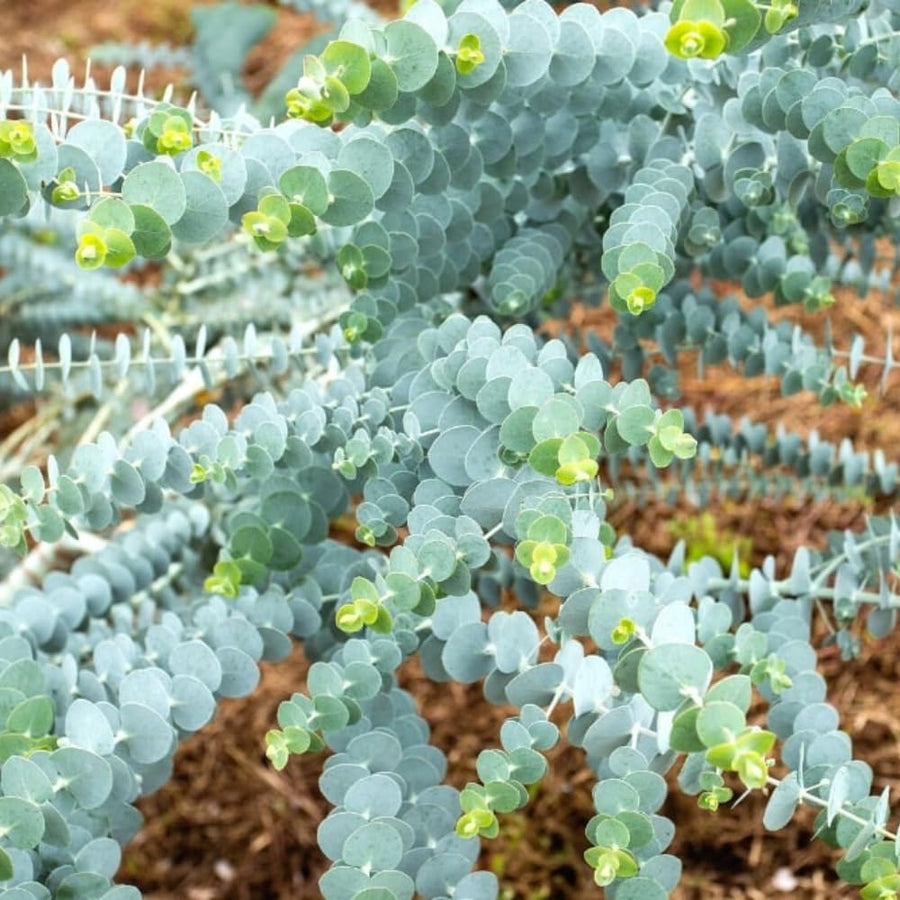Baby Blue Eucalyptus Plant Live, Eucalyptus Live Plants, in 2.5" Pot, Well-Rooted Starter Plants for Indoor Outdoor Growing