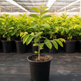 Sweet Sugar Apple Tree Live Plant for Outdoor, Annona Squamosa Sugar Apple Plant Live 8-12 Inch Tall, Half Gallon Pot, Tropical Sweetsop Fruit Tree