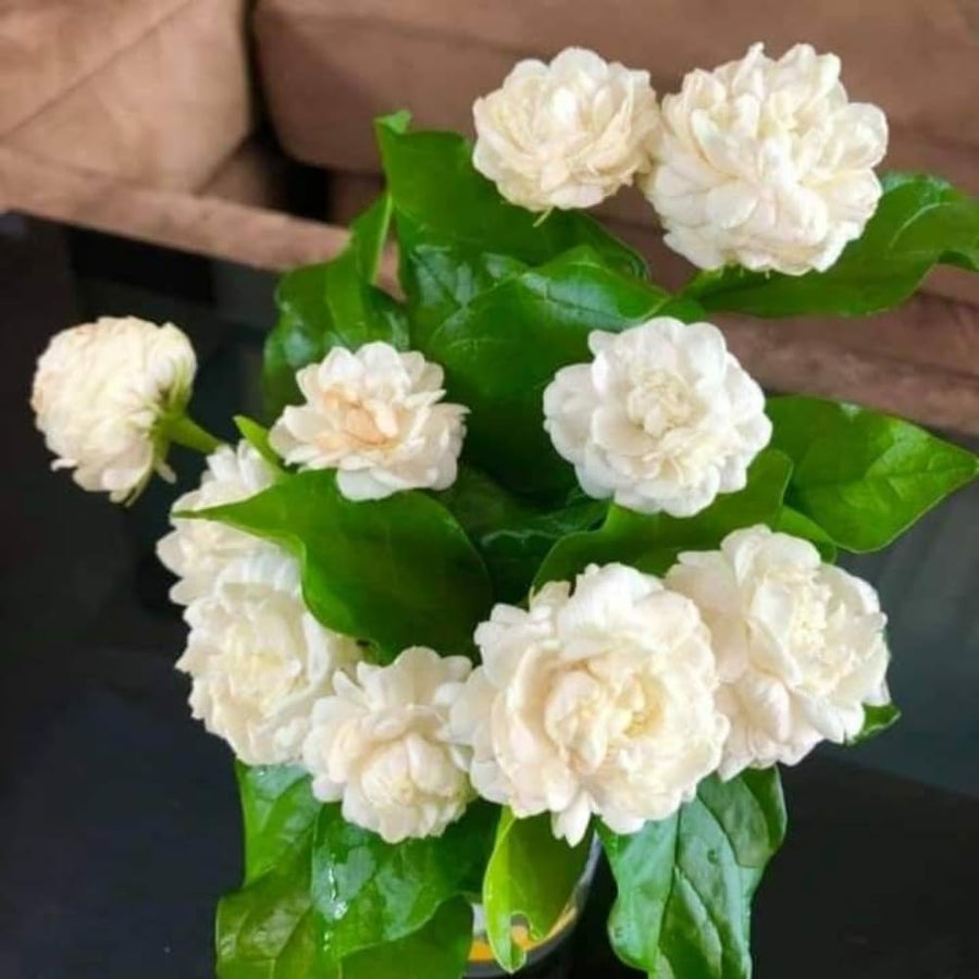 3 Jasmine Flower Plants, Grand Duke of Tuscany Jasmine Plant Live from 5 Inc Tall
