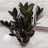 Black ZZ Plant, 3 Inch Pot - Black Zz Live Houseplant Potted for Home Garden, Office, Rare Tropical Plants