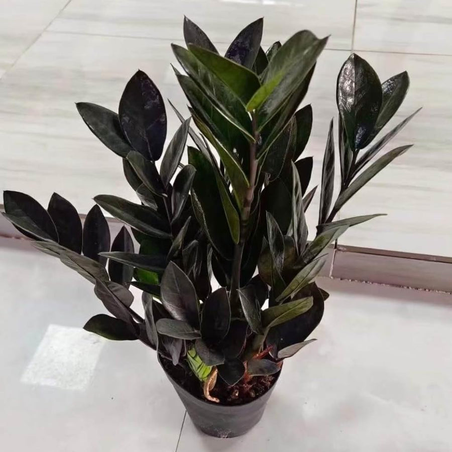 Black ZZ Plant, 3 Inch Pot - Black Zz Live Houseplant Potted for Home Garden, Office, Rare Tropical Plants