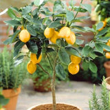 Live Meyer Lemon Tree Live Plant, Yellow Lemon Lime Starter Tree Seedling, 2-3 Inches Tall in 4 Inch Pot, Hardy and Full Sun Zones 9-11