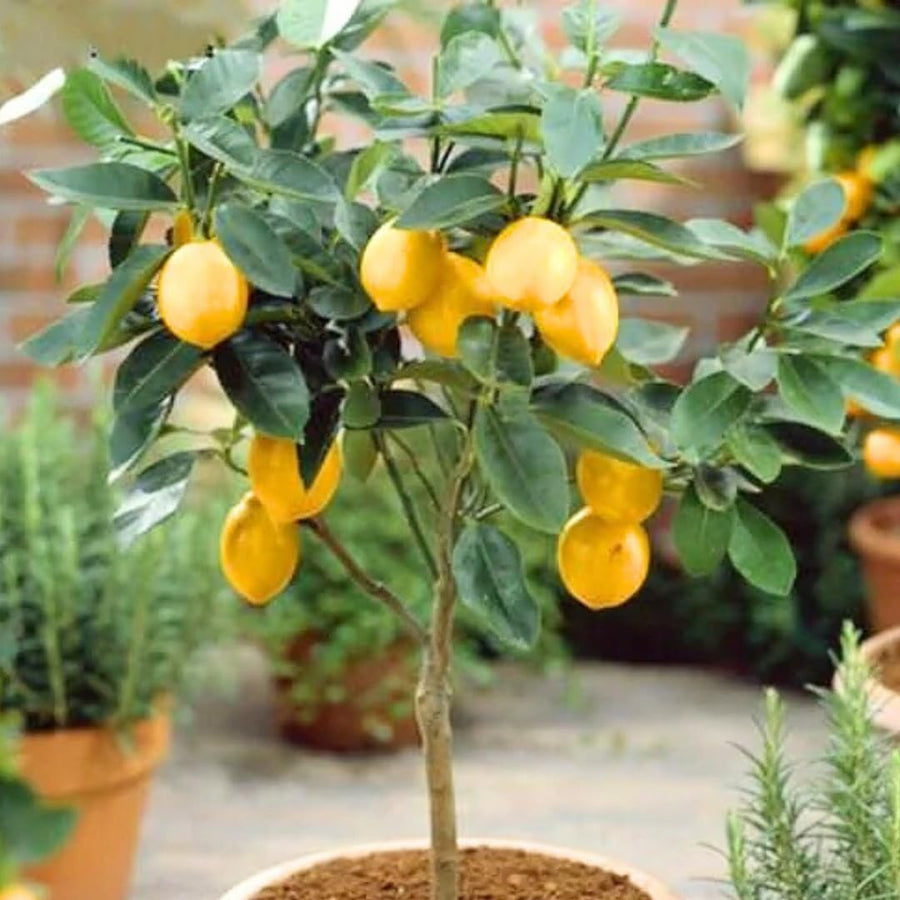 Live Meyer Lemon Tree Live Plant, Yellow Lemon Lime Starter Tree Seedling, 2-3 Inches Tall in 4 Inch Pot, Hardy and Full Sun Zones 9-11