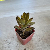 Kalanchoe Plant Live, Mother of Thousands Live Plant in 2" Pot, Rare Succulent Indoor Houseplant (Chocolate Kalanchoe)