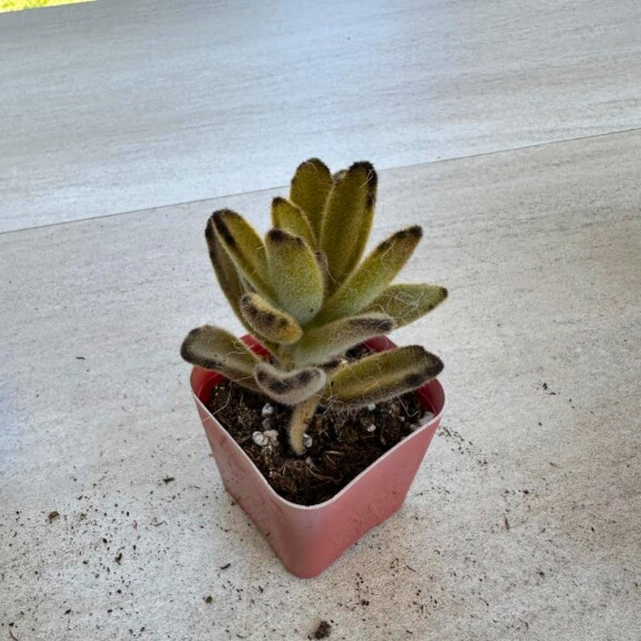 Kalanchoe Plant Live, Mother of Thousands Live Plant in 2" Pot, Rare Succulent Indoor Houseplant (Chocolate Kalanchoe)