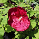 Red Hardy Hibiscus Plant Live, Hibiscus Flowers Plant 5-8 Inch Tall, Perennial Flowering Shrub for Planting