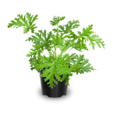 Pack 4 of Citronella Plants for Outside, Live Citronella Geranium Plants, 4 Inc Tall Perennial Garden Plant