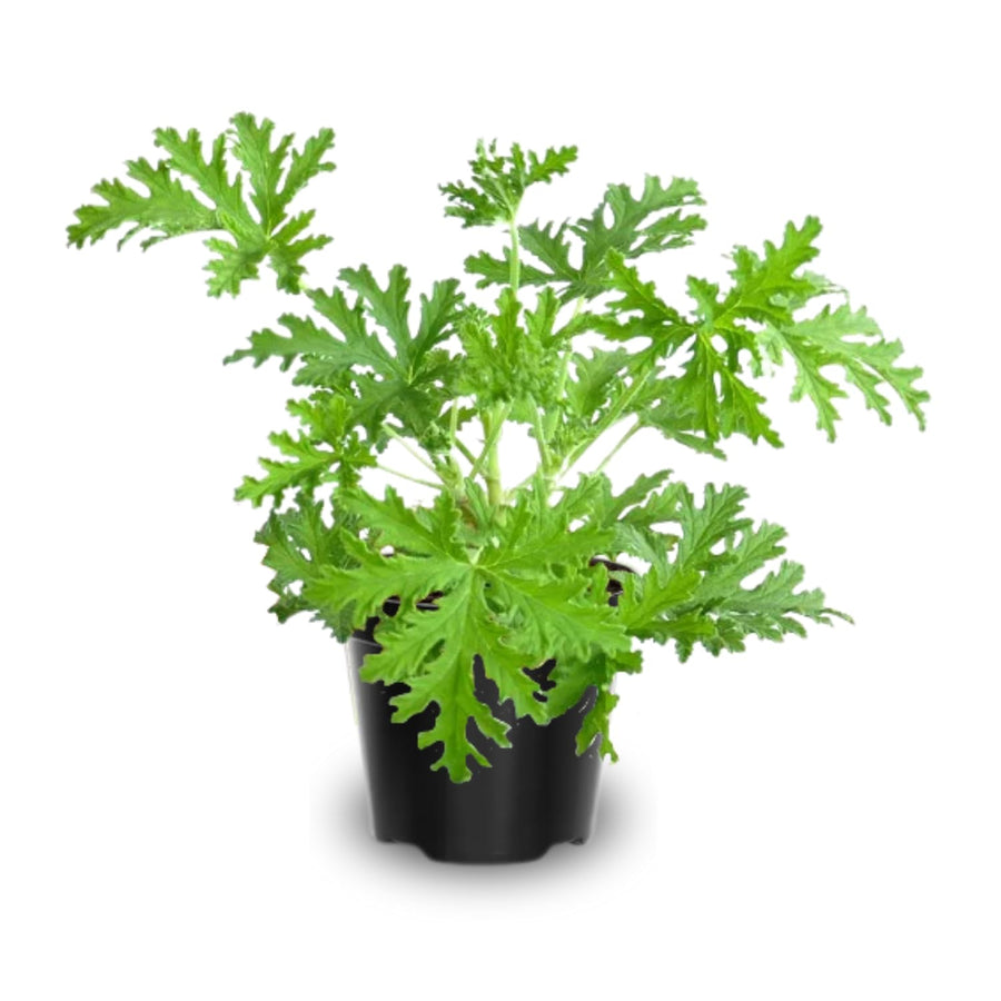 Pack 4 of Citronella Plants for Outside, Live Citronella Geranium Plants, 4 Inc Tall Perennial Garden Plant