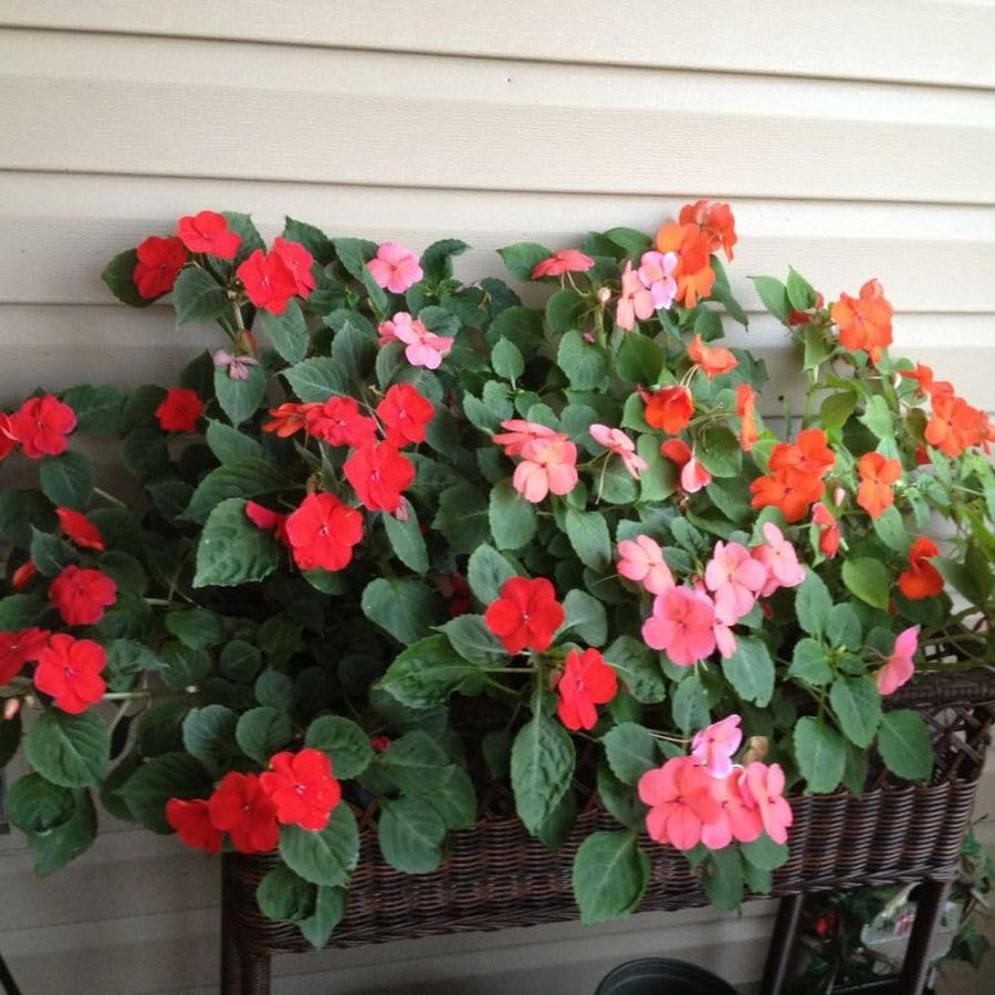 Red Impatiens Live Plant in 4-Inch Pot, Impatiens Plant 3-5 Inch Tall, Flowering Annual for Gardens and Containers