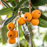 Golden Loquat Plant Live, Yellow Loquat Fruit Tree, 6-12" Tall, in 4" Pot for Outdoor or Container Growing