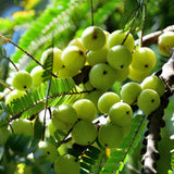 Gooseberry Tree Live, 3 Feet Tall, Tropical Fruit Tree for Outdoor Planting, Gooseberries Plant Live