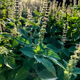 Holy Basil Live Plant in Half Gal Pot, Edible Basil Herb for Planting, Hardy, Perennial Herbs for Outdoor Garden, 8-12 Inches