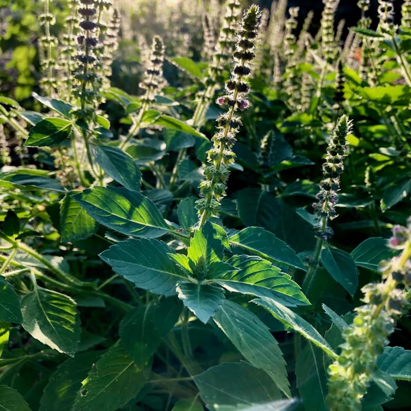 Holy Basil Live Plant in Half Gal Pot, Edible Basil Herb for Planting, Hardy, Perennial Herbs for Outdoor Garden, 8-12 Inches
