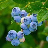 Live Emerald Blueberry Plant, Sweet Blueberry Bush, 4 Inch Pot, Ready for Planting