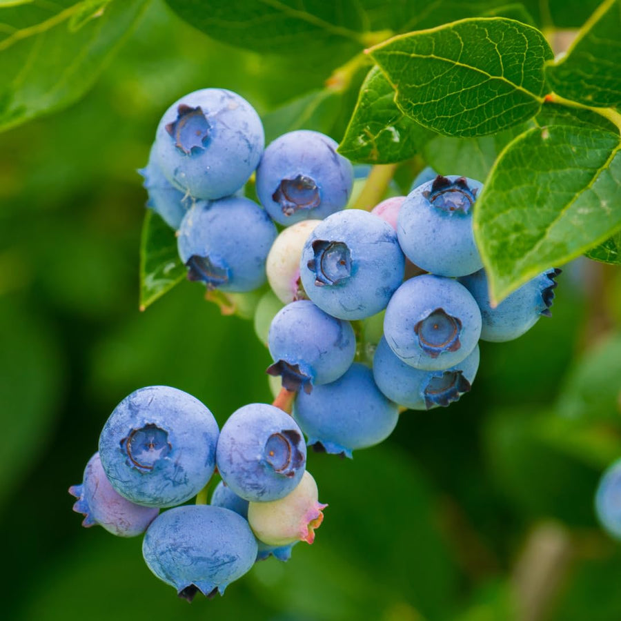 Live Emerald Blueberry Plant, Sweet Blueberry Bush, 4 Inch Pot, Ready for Planting