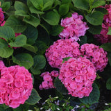 Hydrangea Tree Live Plant, Hydrangea Plant Live Garden, Perennial Flower Shrub Plant, Quart Pot