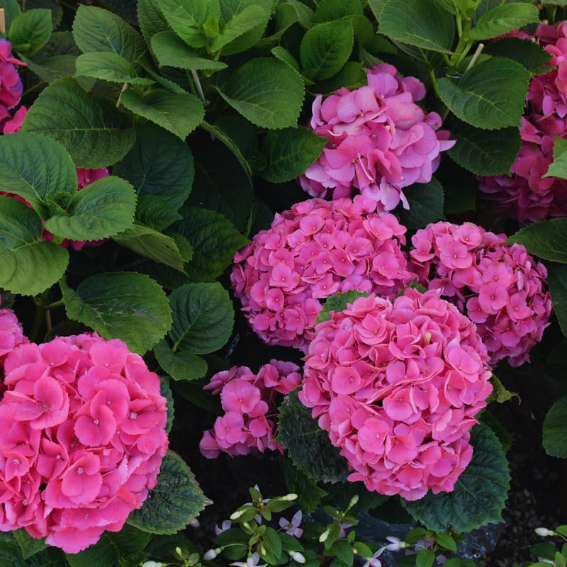Hydrangea Tree Live Plant, Hydrangea Plant Live Garden, Perennial Flower Shrub Plant, Quart Pot