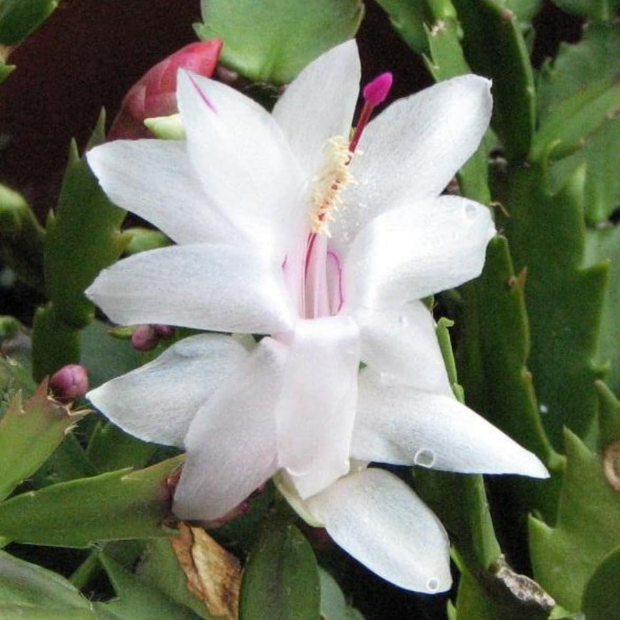 2 Live White Christmas Cactus Plants, White Christmas Cactus Plants Live, 4 to 6 Inch, Bare Root, Perennial Flower Holiday Succulent Plant, No Pot