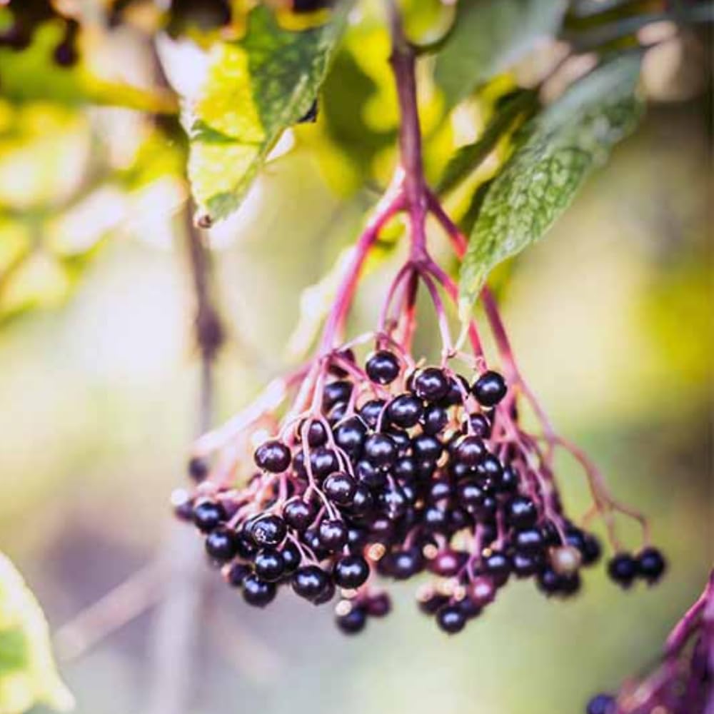 Black Elderberry Plant Live - 6-12 Inch Tall - Hardy American Elderberry Bush Live Shrub - Sweet Berry Tree