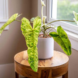 2 Long Leaf Philodendron Live Plant 5-9" Tall, Rare Tropical Indoor Houseplant Home Garden