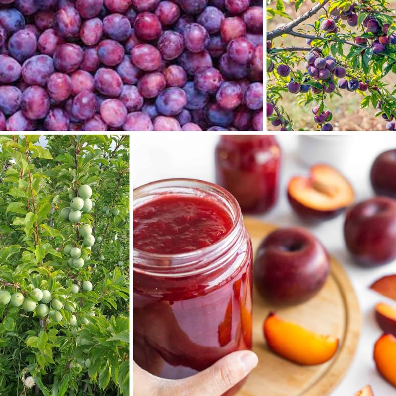 Set of 2 Wild Plum Trees Live Plants 1-2 Feet Tall, Plum Fruit Trees for Outdoor Garden Spring Growing, Cold Hardy, Dormant in Winter