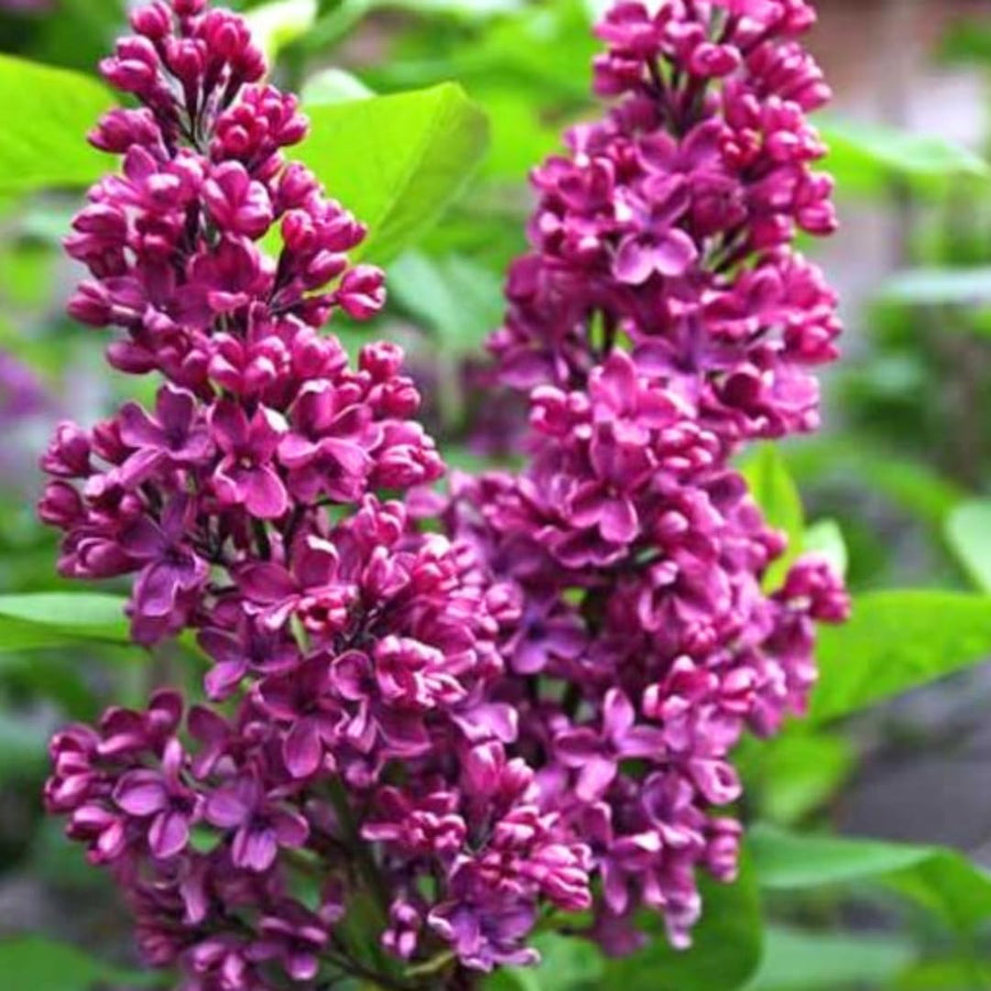 Pink Lilac Bush Live Tree Plant, 1 Year Old Tree for Planting, 6 to 12 Inches in Tall, Hardy Shrub, Dormant in Winter