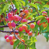 Sets 2 Plum Trees Live Plants for Planting, 1 Year Old, 9" to 17" in Height, Cold Gardy for Gardening, Zones 5-9, Well Rooted