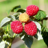 Red Raspberry Live Plant - 6-8" Tall Raspberry Fruit Plant in 4" Pot, Sweet Raspberry Berry Bush for Home Garden, Hardy and Perennial