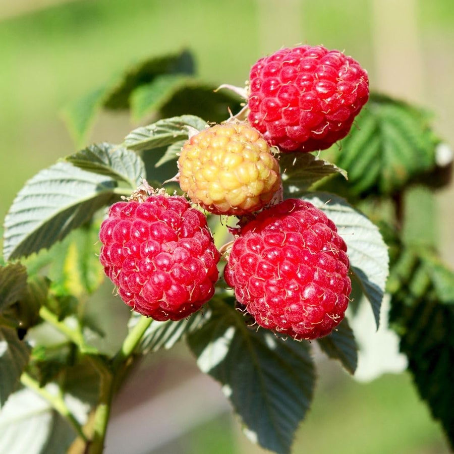 Red Raspberry Live Plant - 6-8" Tall Raspberry Fruit Plant in 4" Pot, Sweet Raspberry Berry Bush for Home Garden, Hardy and Perennial