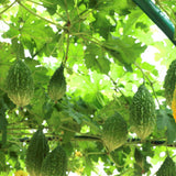 25 Short Bitter Melon Seeds for Planting, Green Bitter Gourd Vegetable Seeds for Home Garden, Vegetable Vine Plants Seed