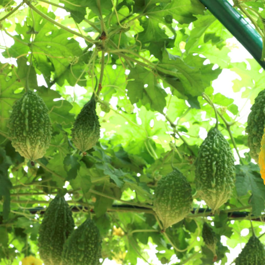 25 Short Bitter Melon Seeds for Planting, Green Bitter Gourd Vegetable Seeds for Home Garden, Vegetable Vine Plants Seed