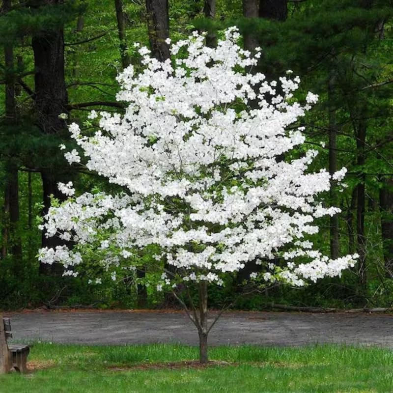Kousa Dogwood Trees Live Plants in Pot, White Flowering Dogwood Plants Live, 6-12" Tall Bushes for Planting Outside Flower Shrubs