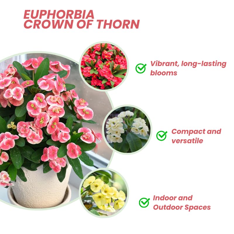 Euphorbia Crown of Thorns Plant, Hardy Perennial Succulent Plant 3-5 Inches, Vibrant Pink Flowers, Gardens and Indoor Planting