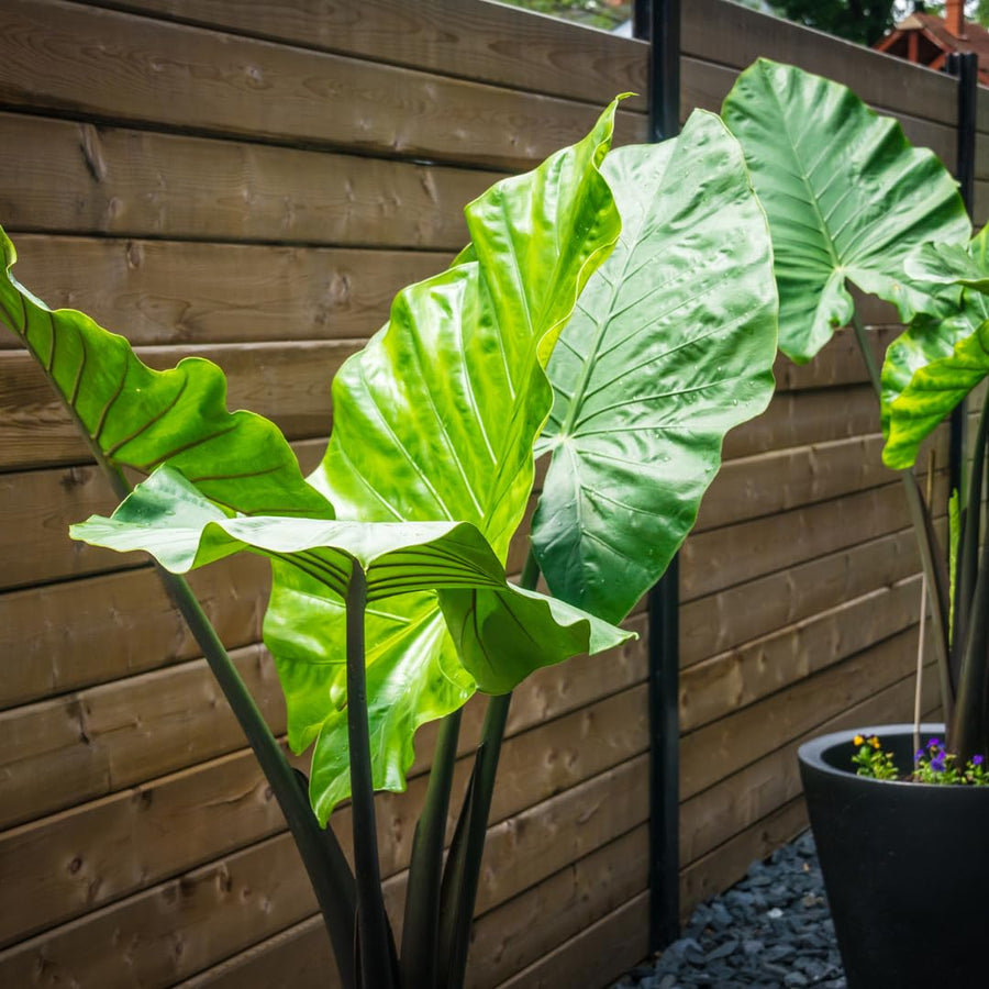3 Colocasia Plants Live, Elephant Ear Caladium Esculenta Plants, 5 to 8 Inc Tall (Black Stems)