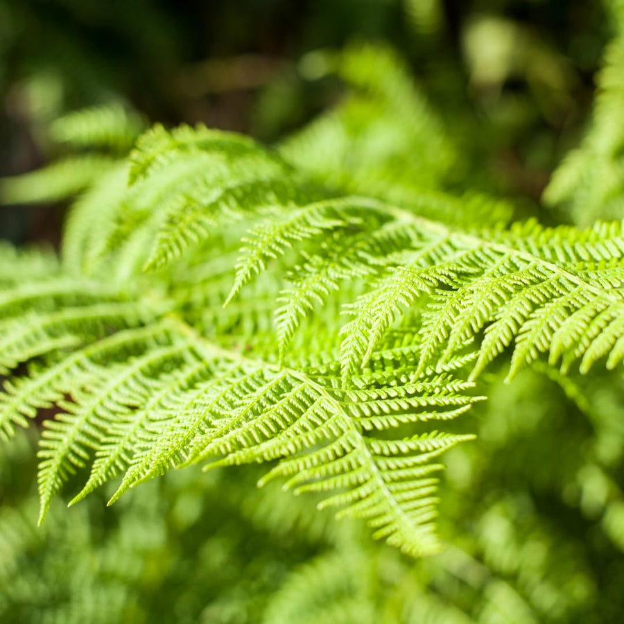 Set 10 Hay Scented Fern Rhizomes, Ferns Starter Roots, Perennial Fern Plants, Ready to Grow